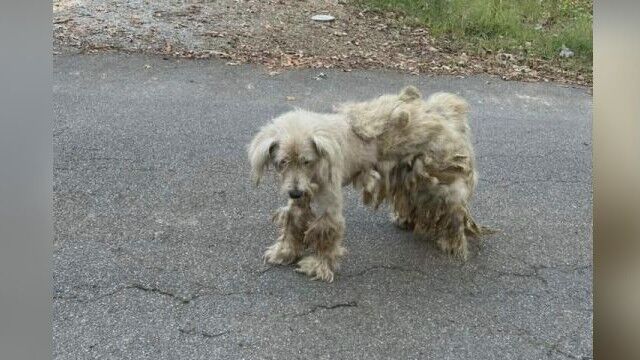 New Market woman concerned about neglected dog